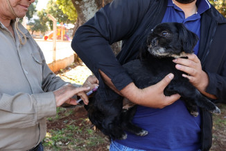 Recomendação é que pets sejam vacinados anualmente contra a raiva – Foto: A. Frota